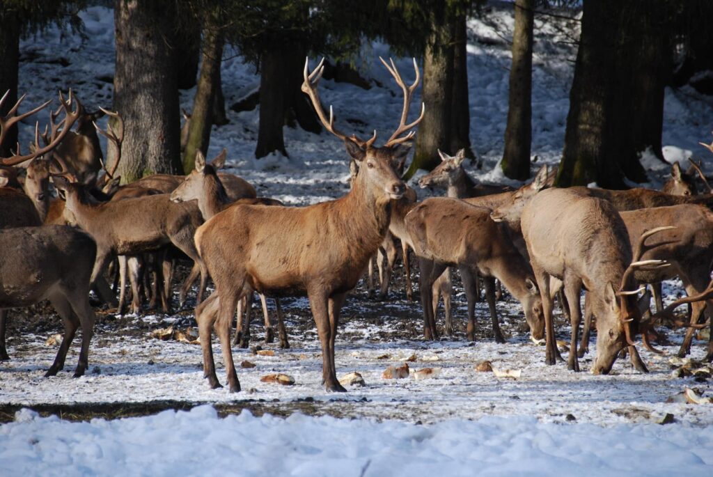 Deer feeding is one of the coolest winter activities in Germany