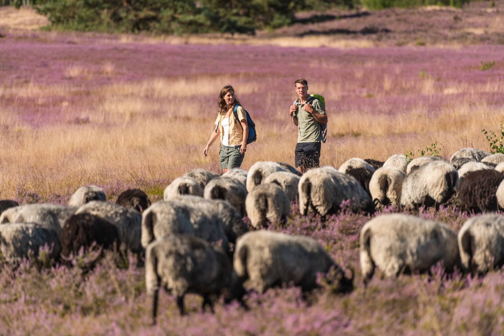 Schafe und Wanderer auf dem Heidschnuckenweg