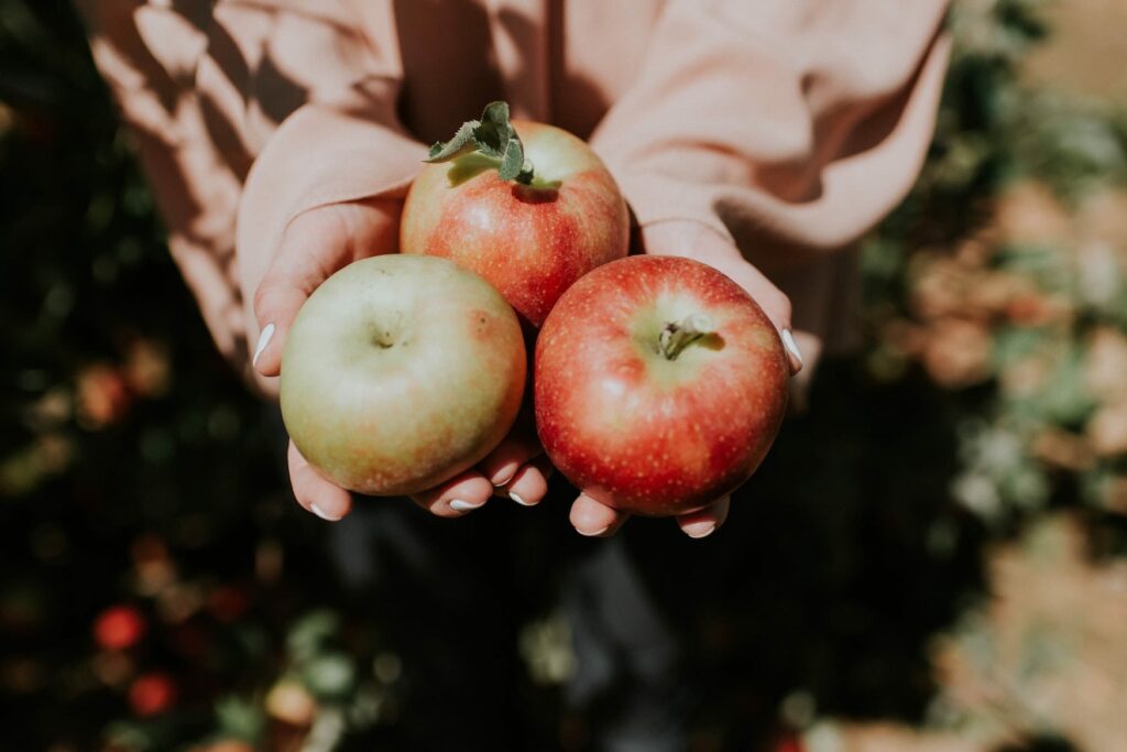 Woman holds three harvested apples in the camera