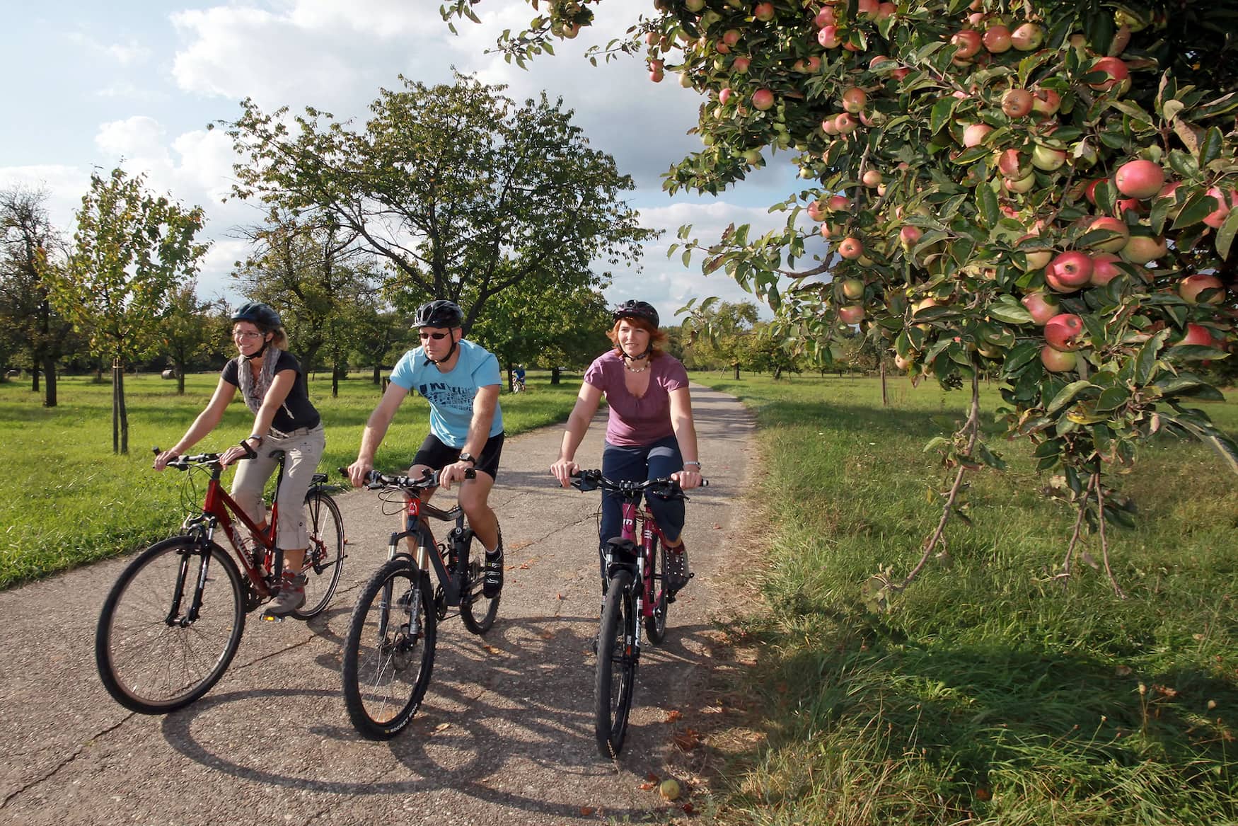 Bicycle tour along apple trees