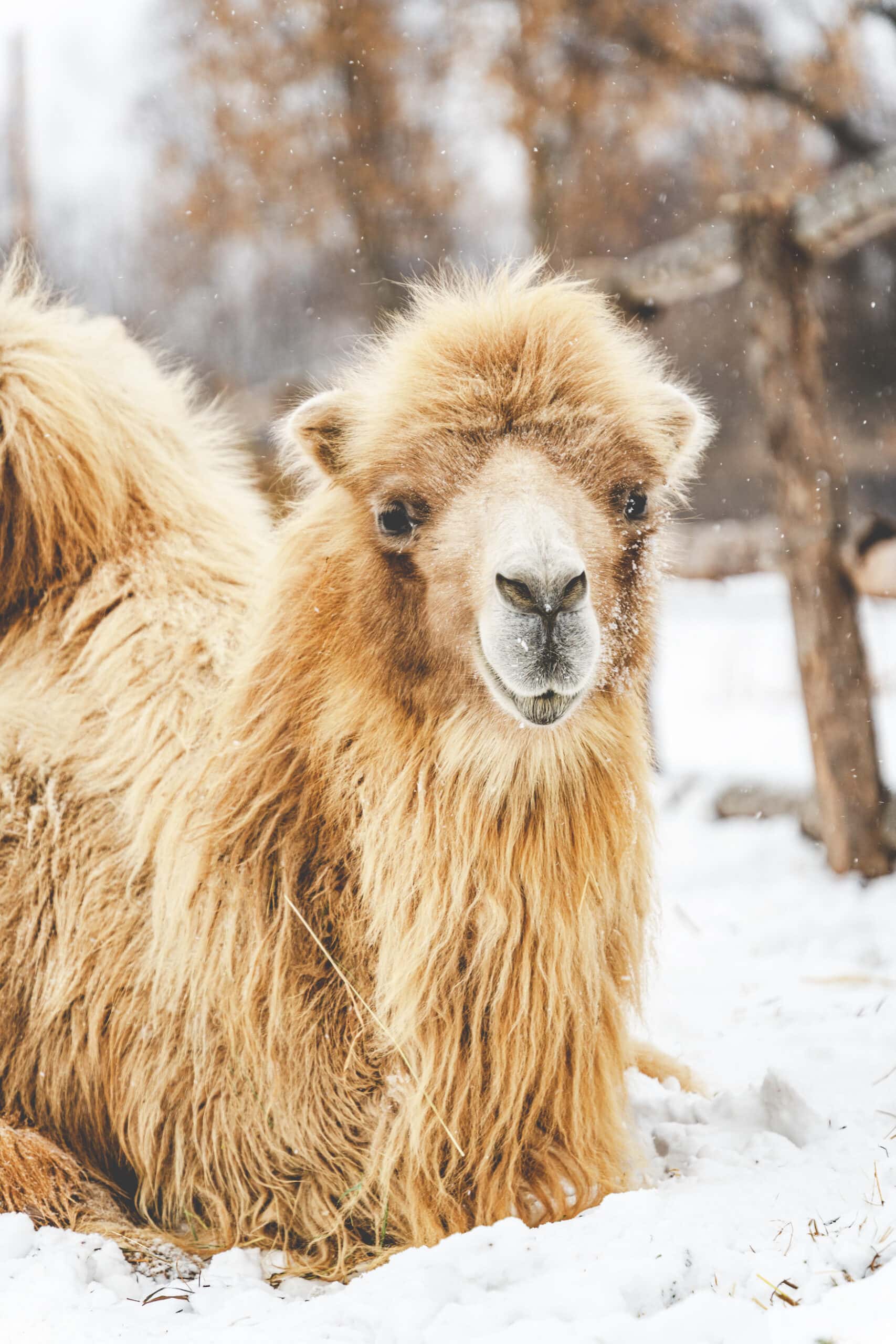 Beautiful portrait of a sitting northern camel in winter in snowy weather in the background of a beautiful landscape