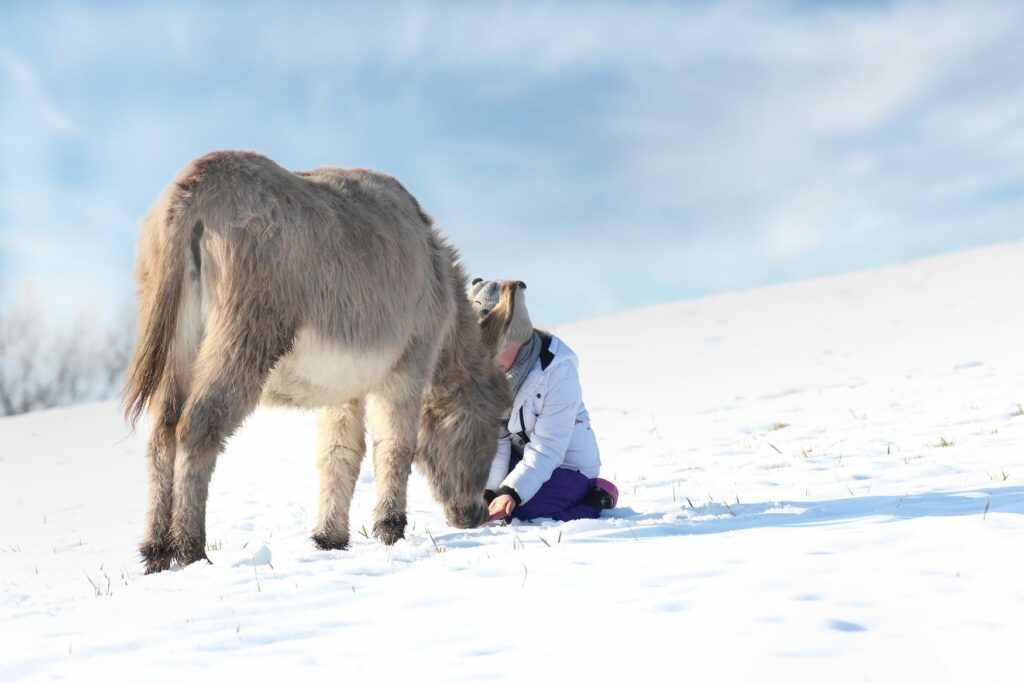 A girl interacting trustful with a donkey on a winter paddock