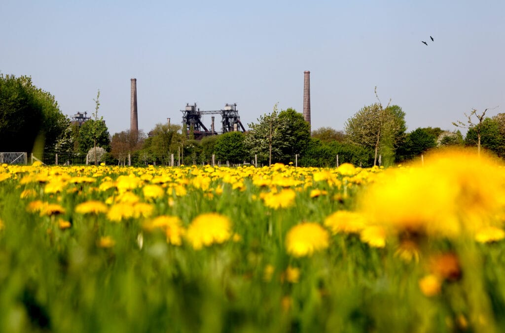 Flowers in the Landschaftspark Nord in Duisburg, one of the Green Cities in NRW