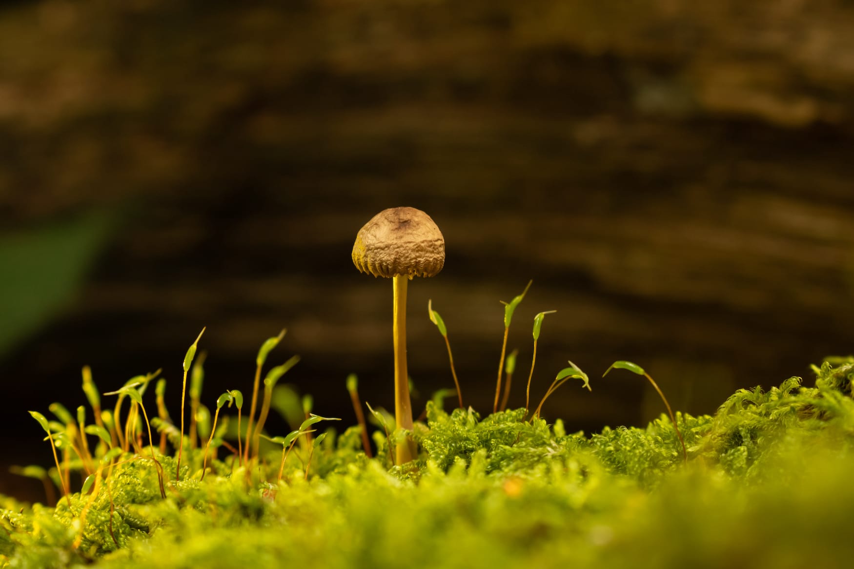 A little mushroom on the moss in the forest with a tree in the background
