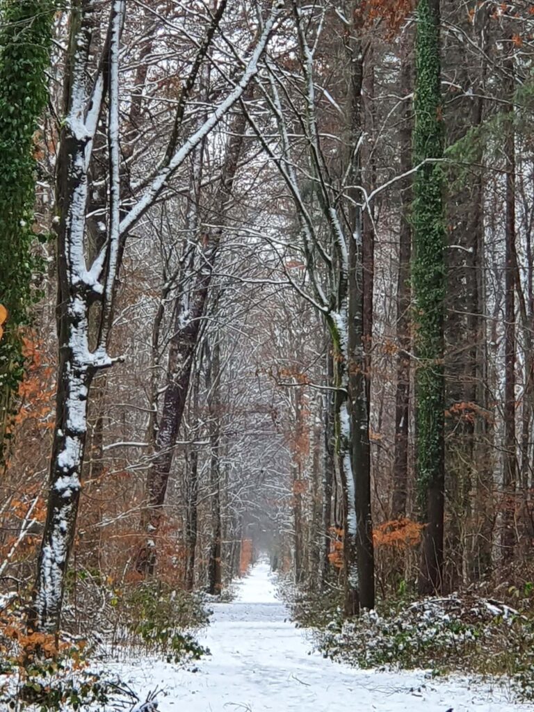 Hiking trail in Kandel in the Palatinate in winter