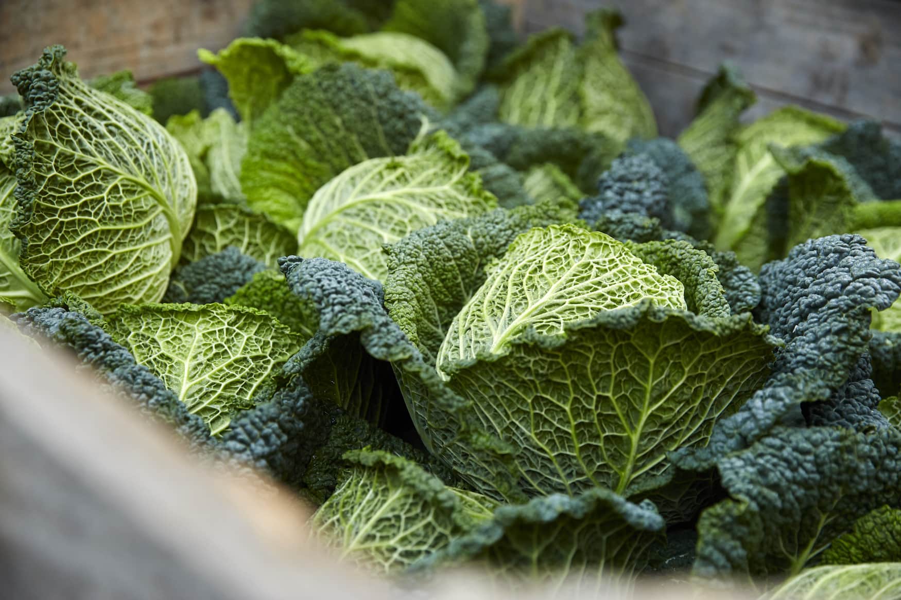 Autumn in the Southern Palatinate: Harvesting Savoy cabbage & Co.
