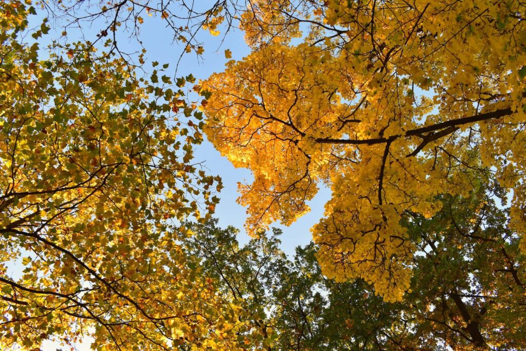 Yellow leaves on trees