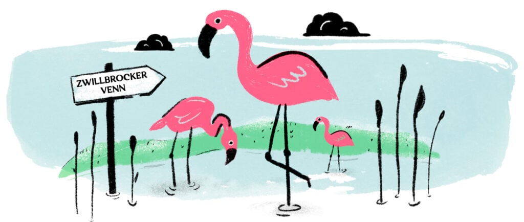 Fun Fact NRW: Flamingos Zwillbrocker Venn