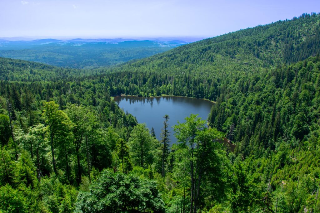 Aus der Luft ist ein rundum von tiefgrünem Wald umgebener See zu sehen