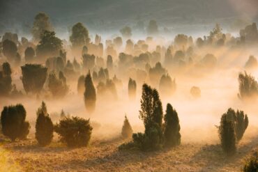 Über dem Totengrund in der Lüneburger Heide liegt Morgennebel, angestrahlt von der aufgehenden Sonne