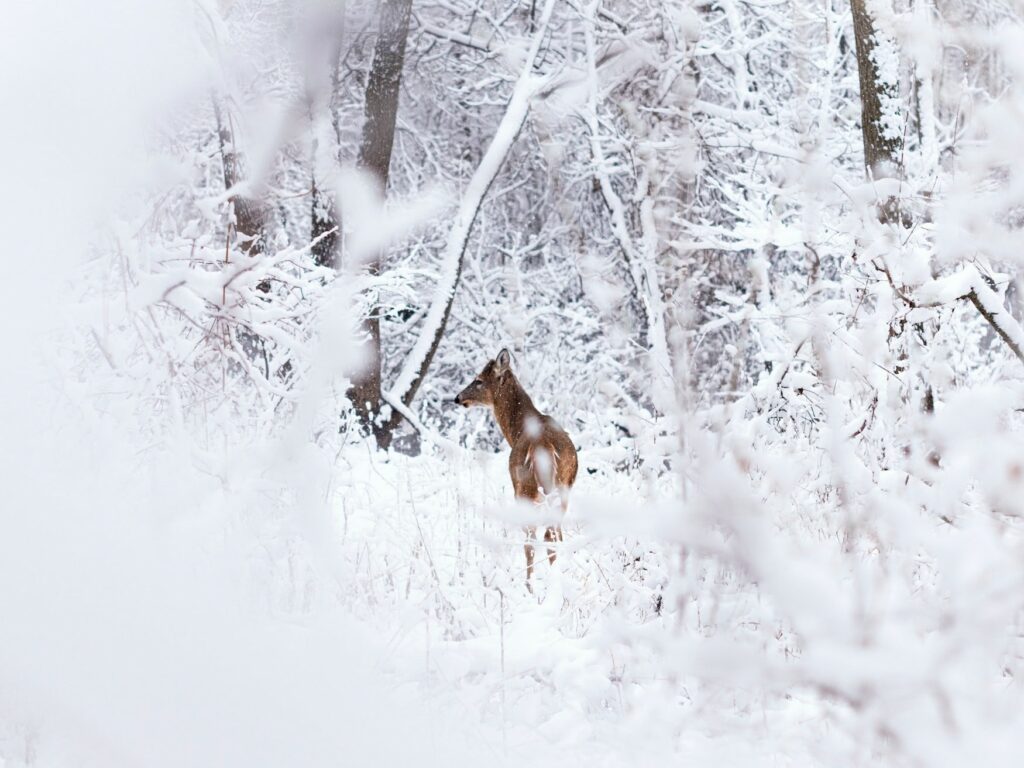 Reh im Winter im Wald