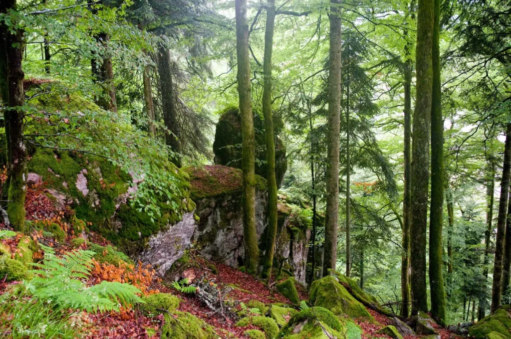 wood leaves and rocks in the Black Forest