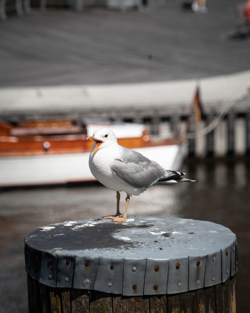 Möwe auf Pfahl