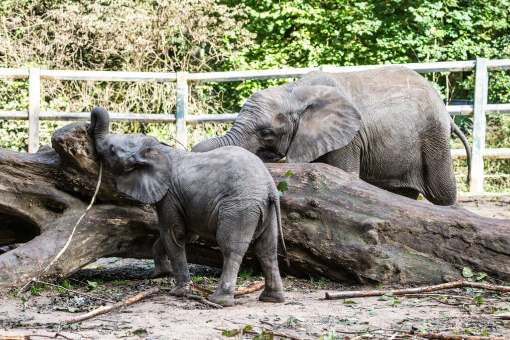 Zwei junge Elefanten stoßen sich die Zähne an einem umgefallenen Baumstamm in einem Zoogehege ab