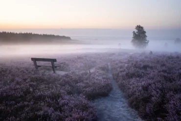 Lüneburg heath at dawn