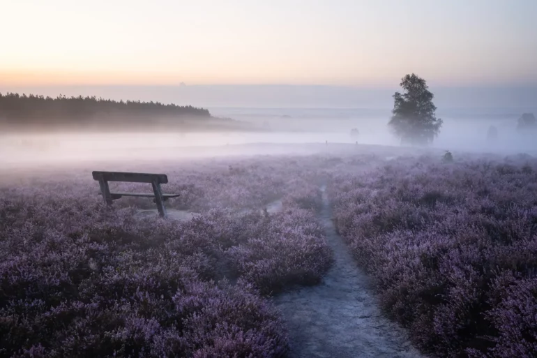 Lüneburg heath at dawn