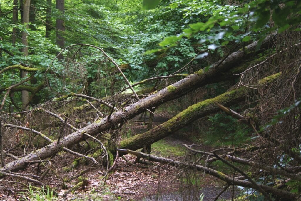 Zwei tote Bäume liegen quer über einem Waldweg in Nordhessen.