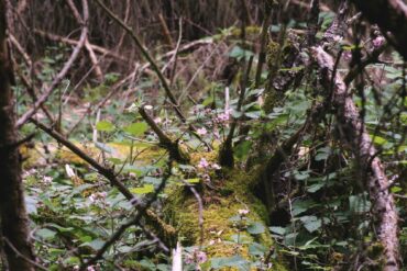 Moos und Blumen wachsen auf einem toten Baum.