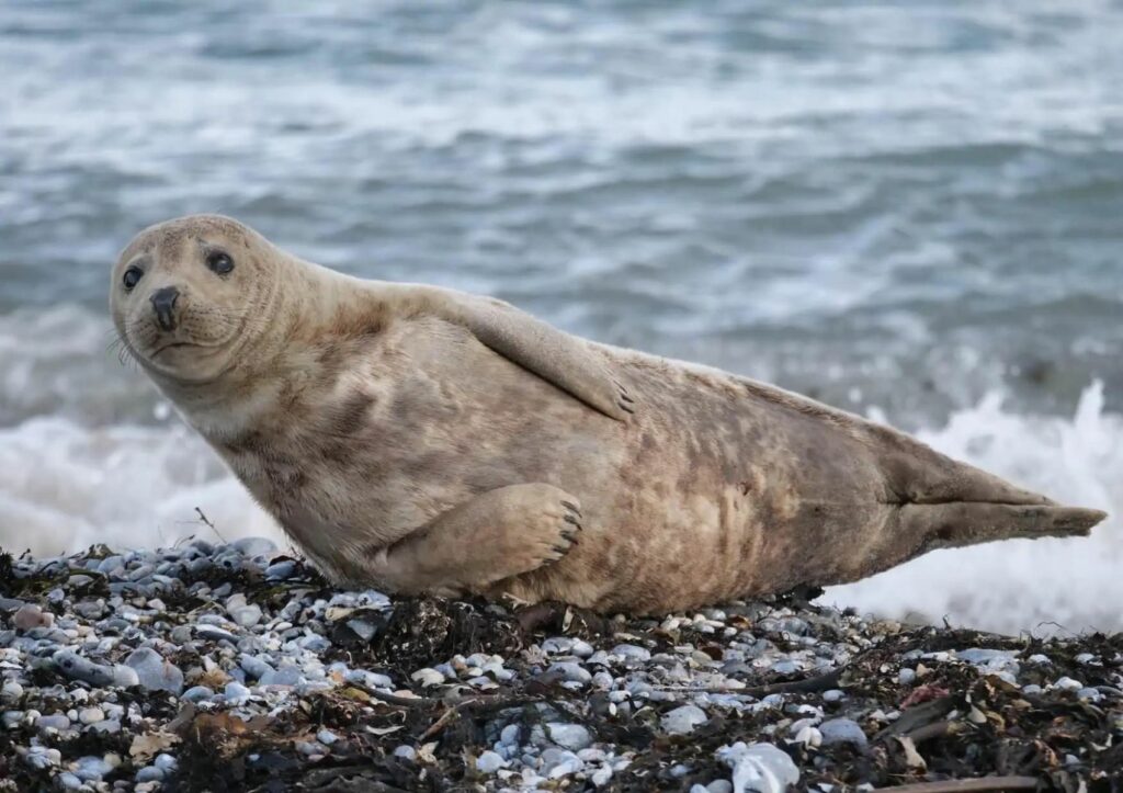 Grey seal at the beach of Helgoland in Schleswig-Holstein
