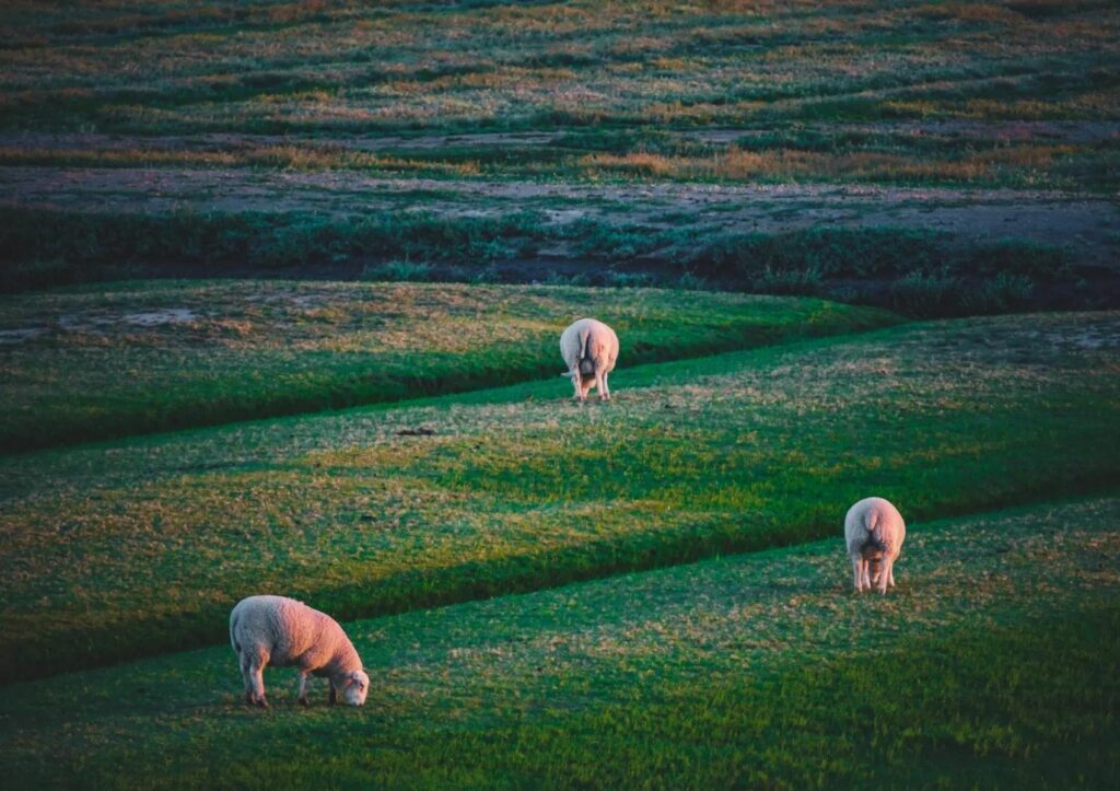 Sheep in Westerhever in Schleswig-Holstein