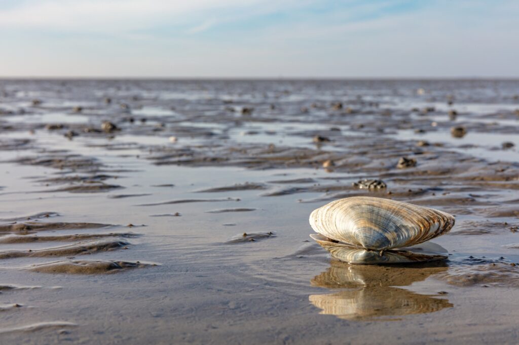 A clam in the Wadden Sea