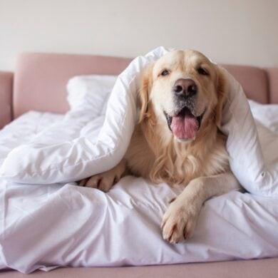 Ein Golden Retreiver schaut am Fußende eines rosa Polsterbetts unter der Decke hervor.