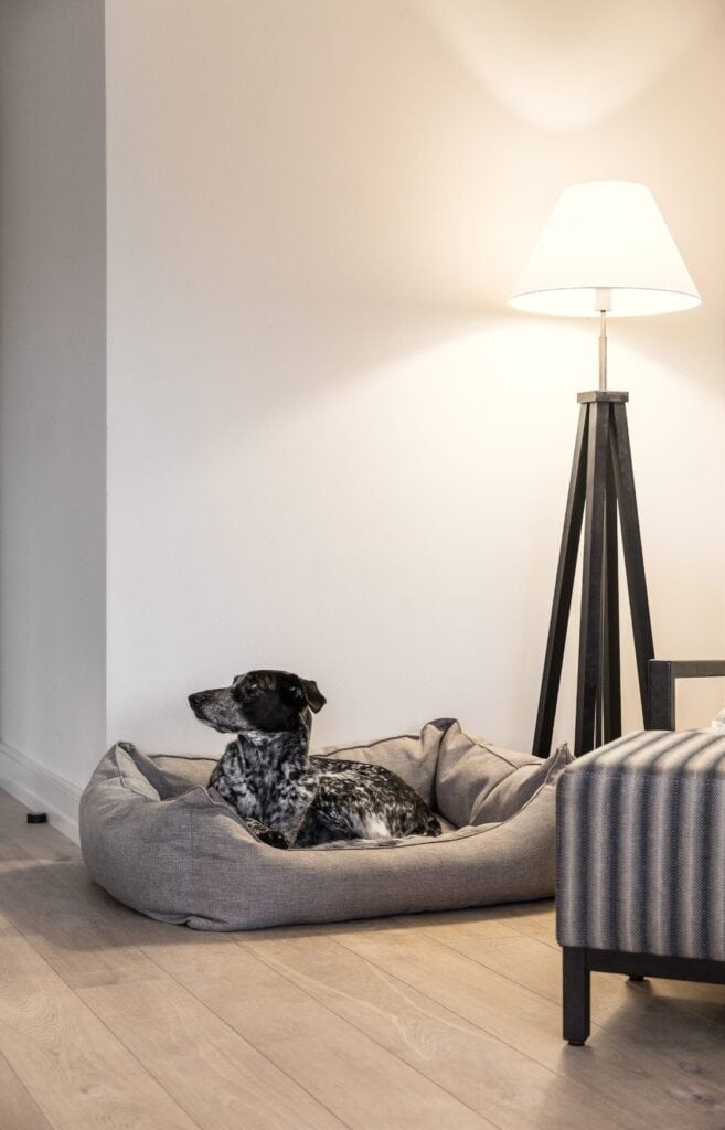 Ein schwarz-weiß gefleckter Hund liegt in einem gepolsterten Korb auf Parkettboden, rechts neben ihm eine kleine Stehlampe und ein schwarz-weiß gestreifter Polstersessel.