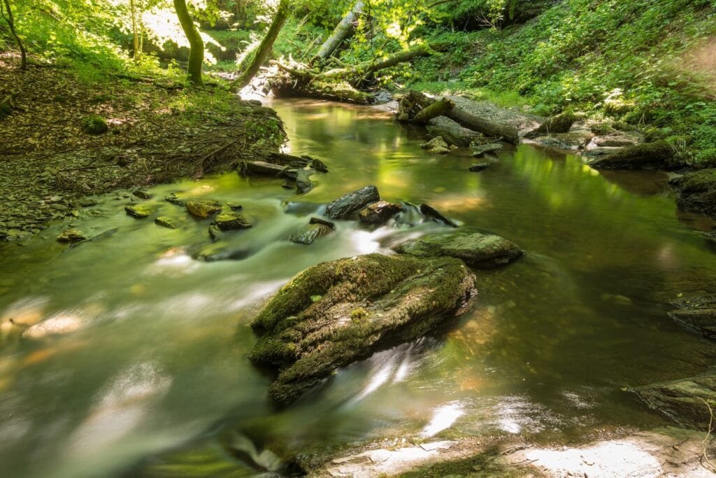 Ein etwa einen Meter breiter Bach fließt in einem Bogen durch einen Wald. Im Bach ragen einige Felsen aus dem Wasser. Das Ufer zu beiden Seiten ist nur dünn bewachsen, denn ist alles in ein grünes Licht getaucht.