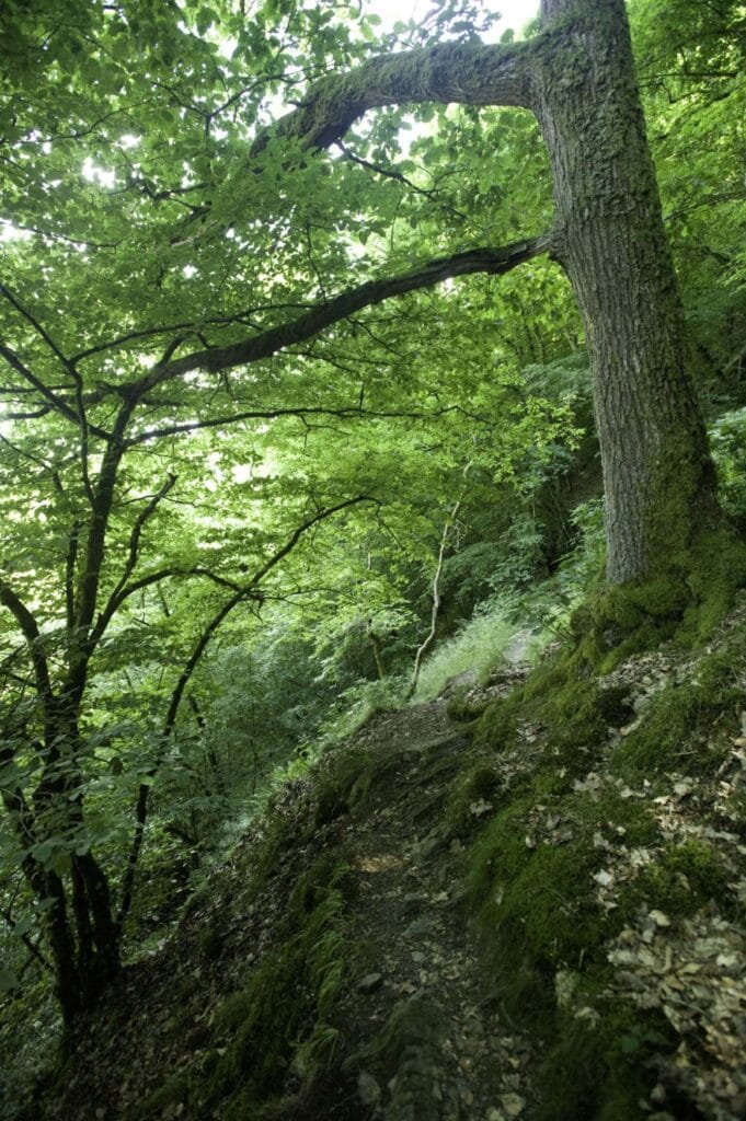 Ein steiler hang im Wald, auf dem dennoch mehrere Bäume wachsen. Zwischen zwei Bäumen führt ein etwa drei Schritt breiter Pfad den Hang entlang.