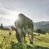 Eine Kuh grast in der Sonne auf einer Weide im Allgäu