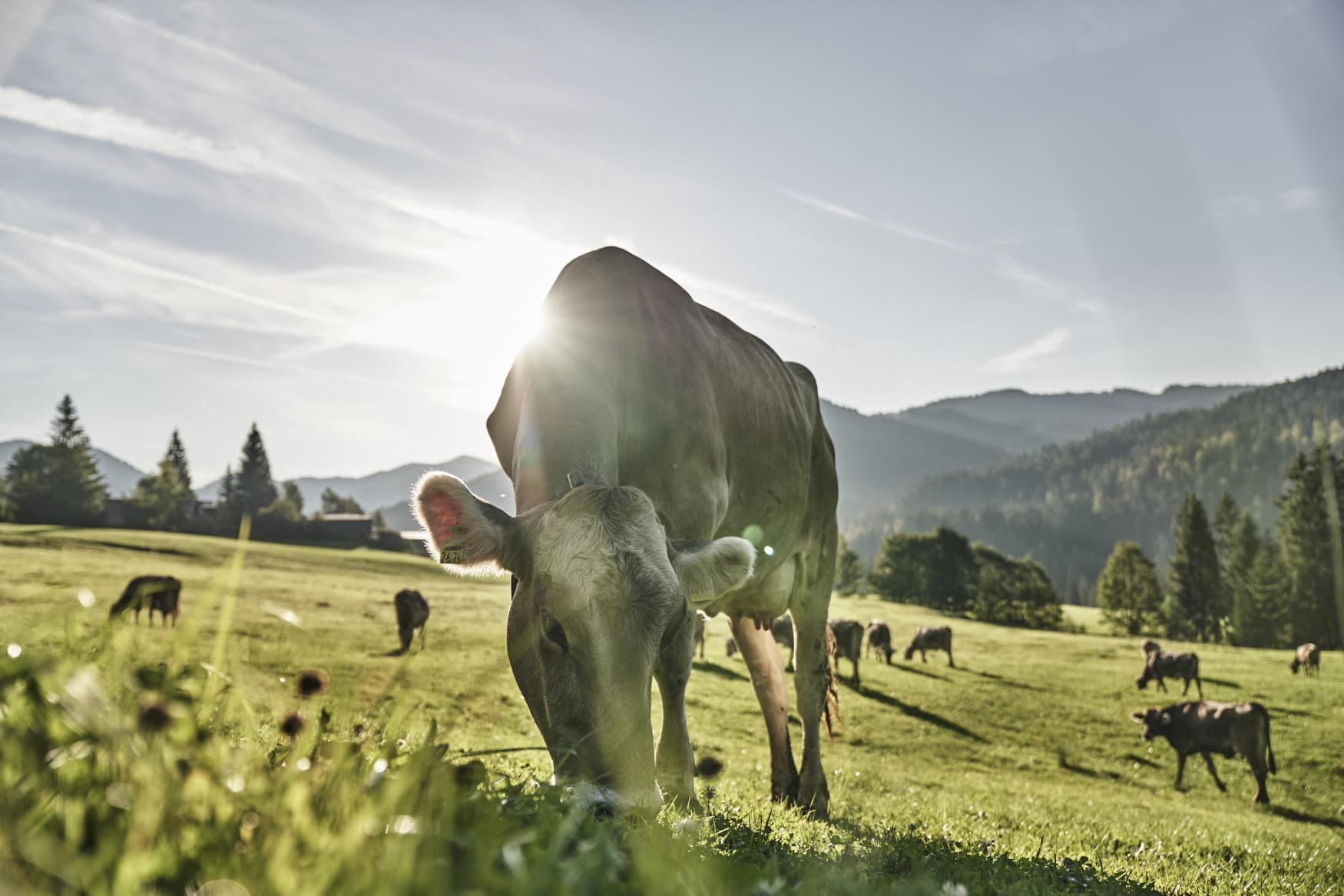 Eine Kuh grast in der Sonne auf einer Weide im Allgäu