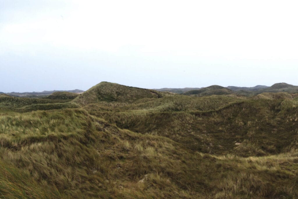 Panoramaansicht der weitläufigen, grünen Dünenlandschaft auf Amrum