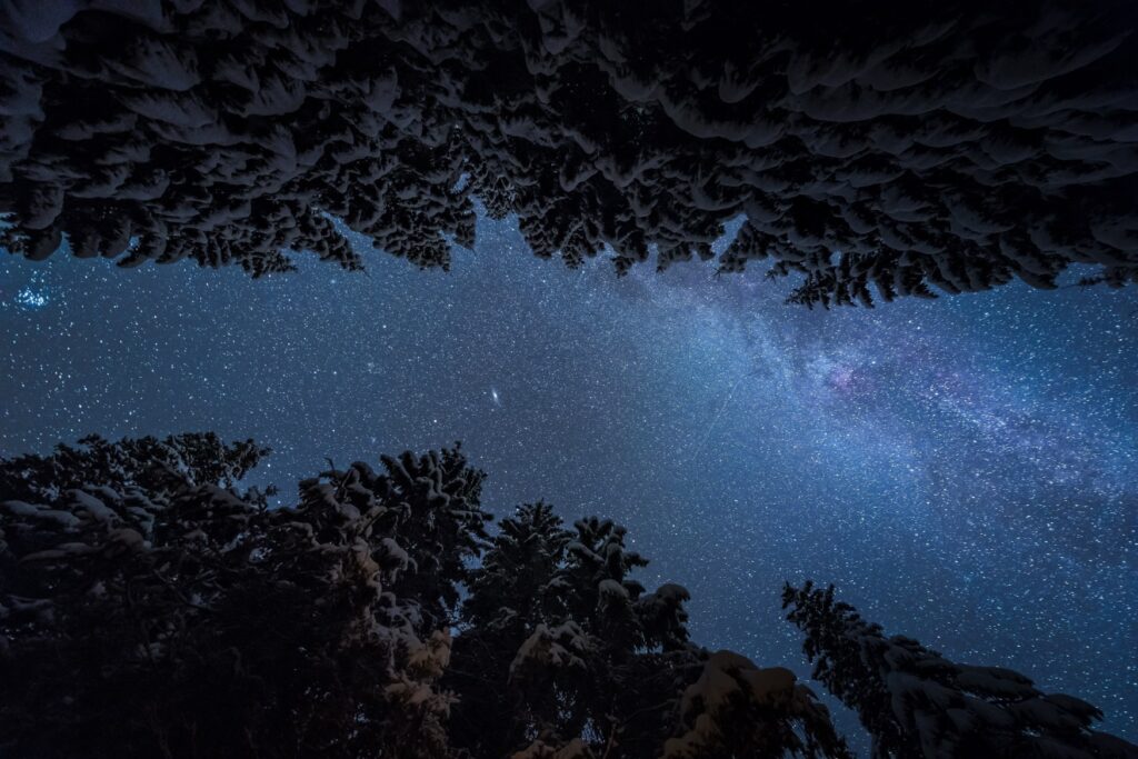 Die Milchstraße und weitere Sterne, aufgenommen zwischen Baumwipfeln bei Nacht