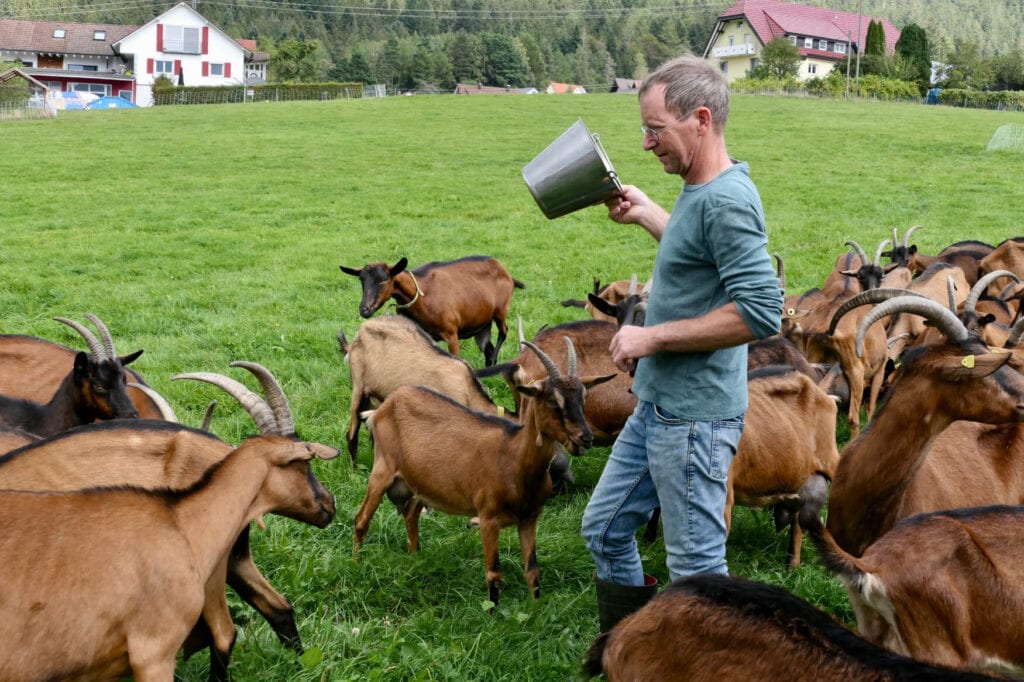 Ein Bauer mit einem Eimer in der Hand wird von einigen Ziegen auf dem Hof Peterle, Teil der Käseroute, umringt.