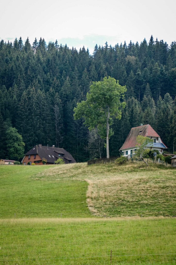 Ein Hügel mit zwei typischen Schwarzwaldhäusern, dahinter Bäume