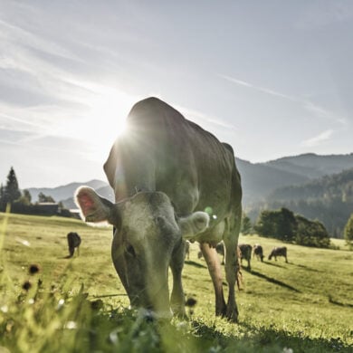 A cow grazing in the sun on a pasture in the Allgäu