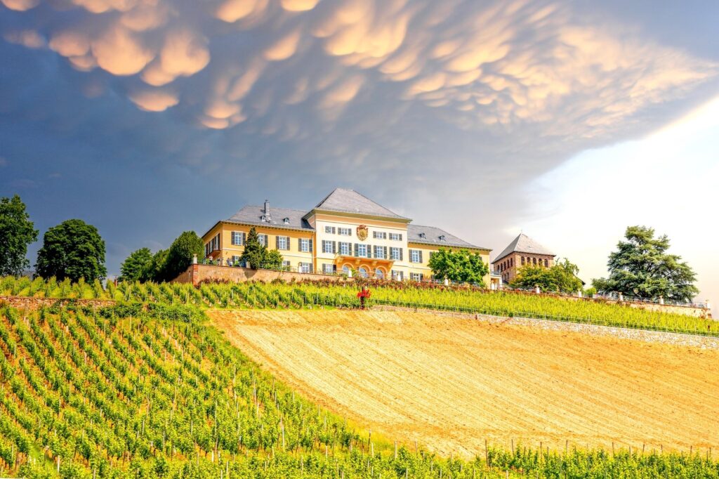 View of the Johannisberg vineyard in the sunshine