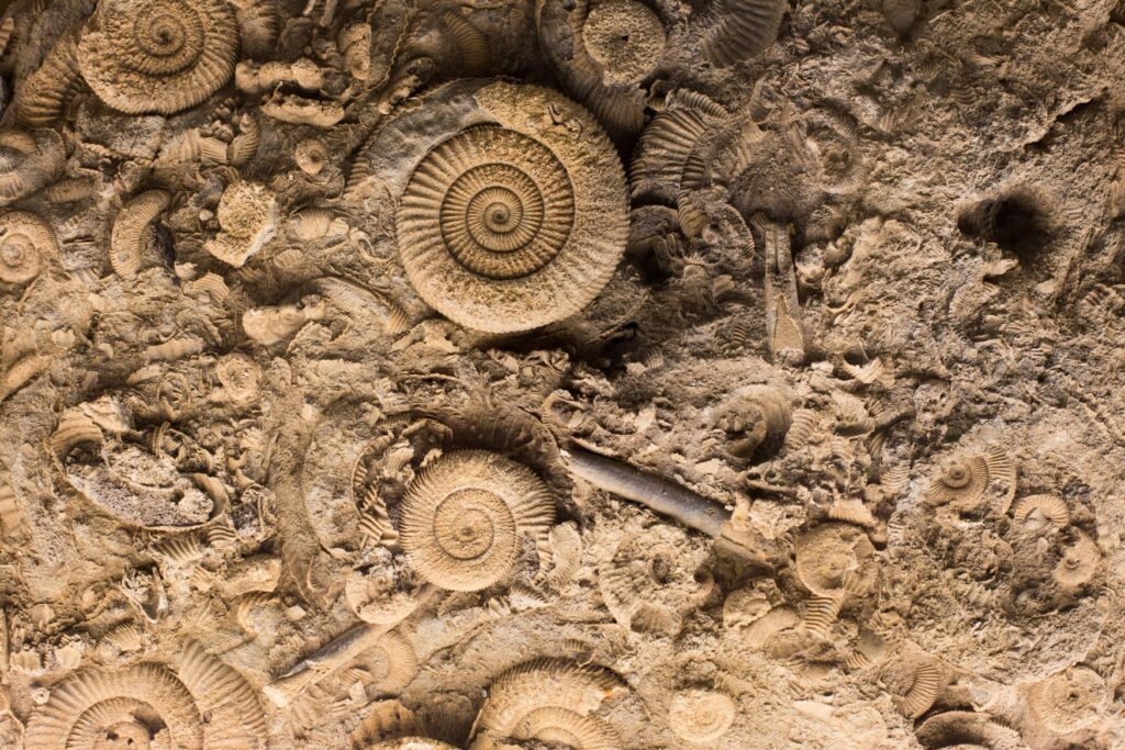 View of some prehistoric fossils like they can be found at the coastal hiking trails in Rheinhessen