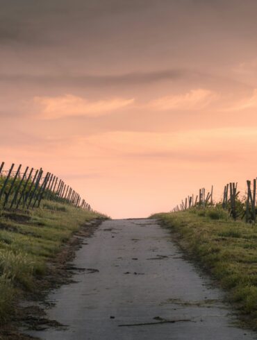 Path through a vineyard at dusk