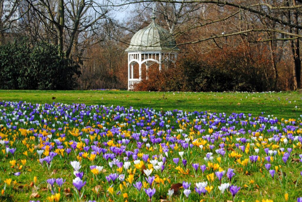 A meadow full of crocuses spreads out in front of a pavilion in Clara Zetkin Park.