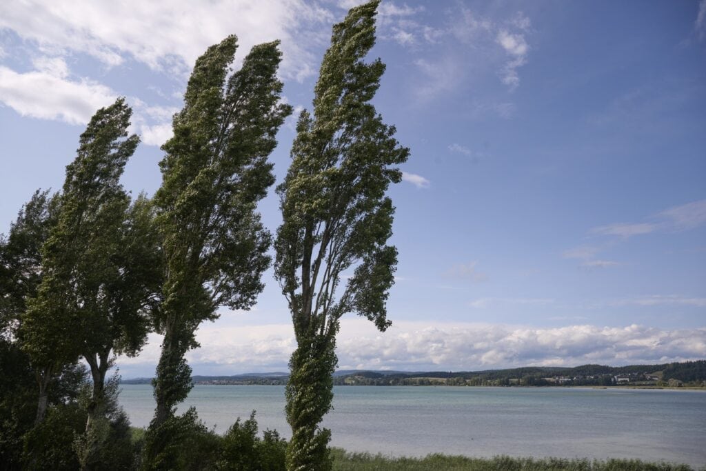 Bäume wehen im Wind auf dem Reichenauer Damm, der die Insel mit dem Festland verbindet
