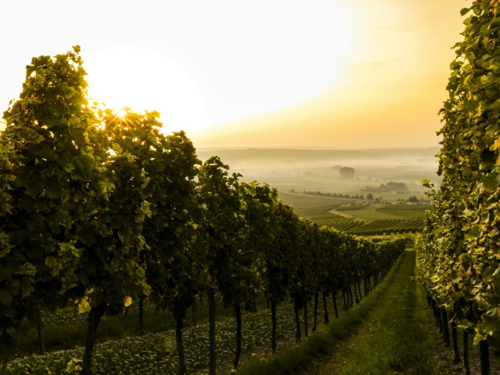 A path through a vineyard
