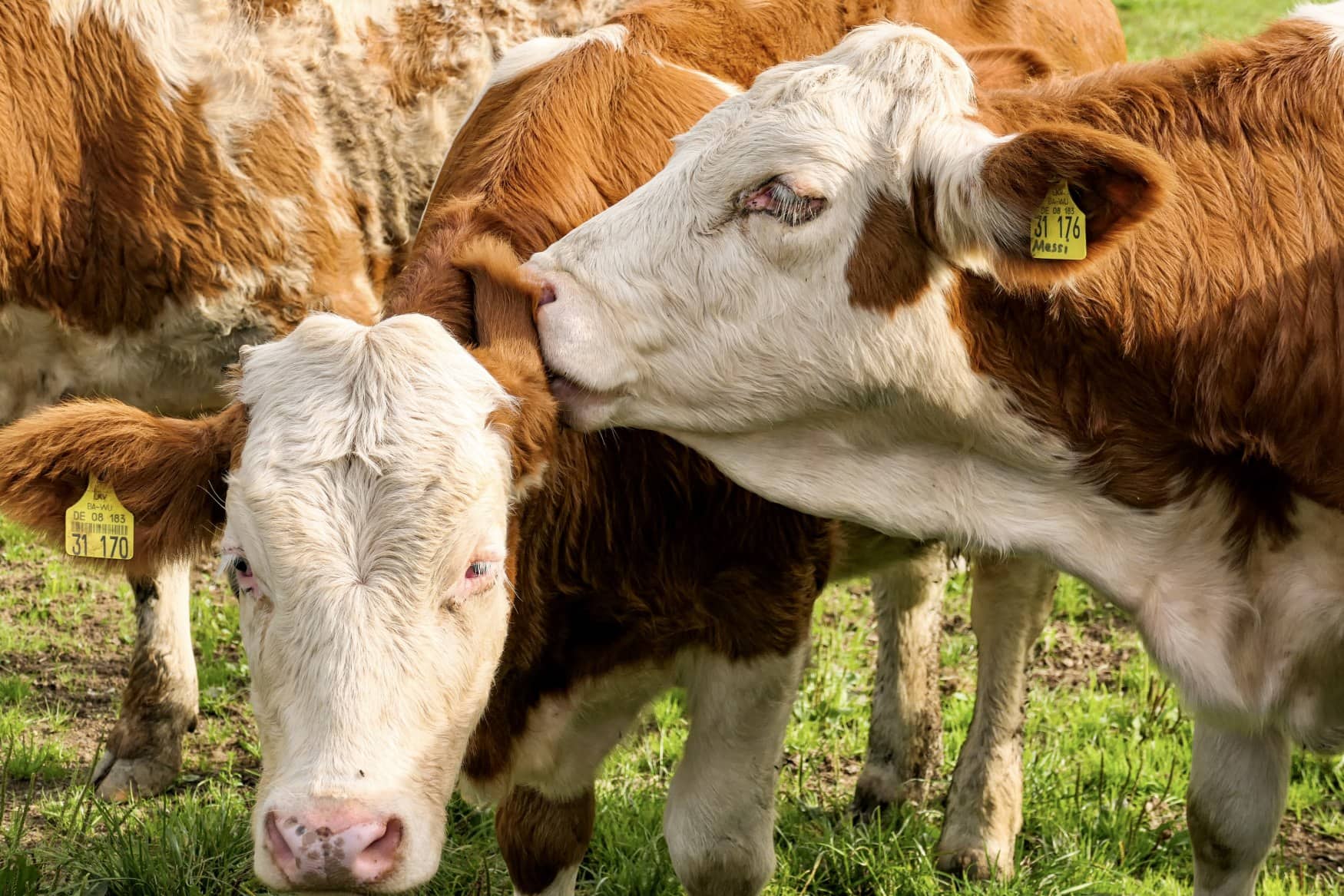 A cow nibbles on the ear of another one