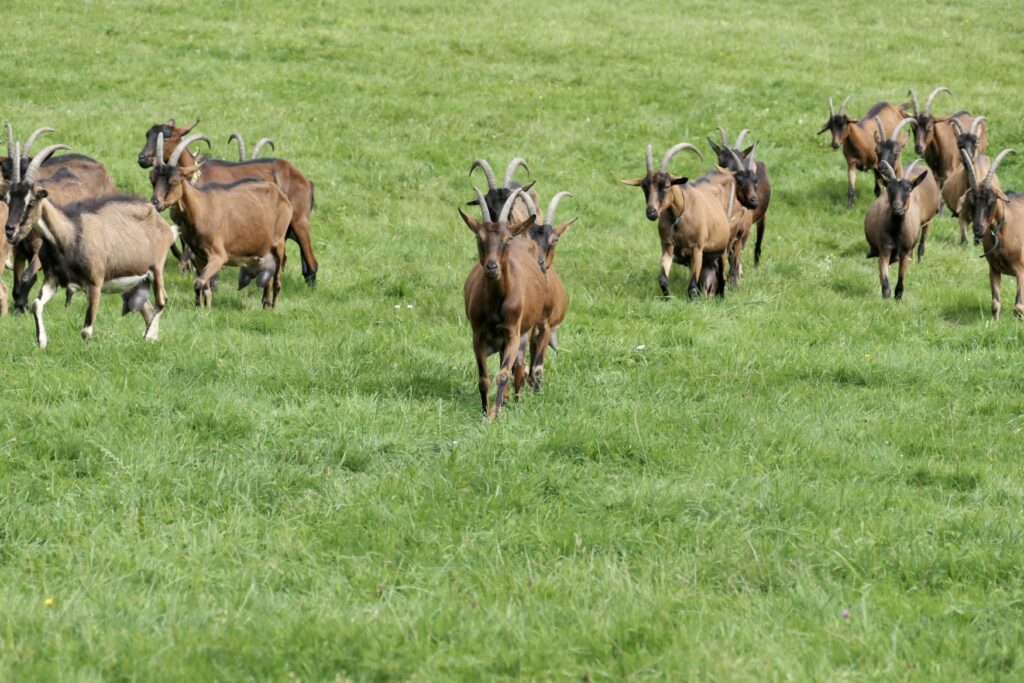 Some goats walk across a meadow towards the viewer