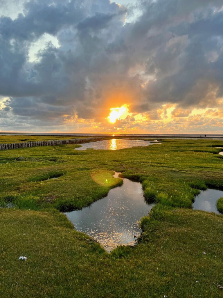 Eine Salzwiese an der Nordsee im Sonnenuntergang