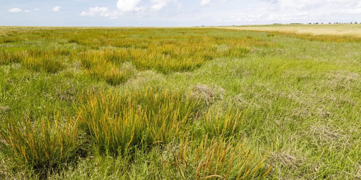 Eine weitläufige Wiese unter blauem Himmel, der das obere Drittel des Bildes einnimmt. Auf der Wiese sind überall kleine Büschel mit strohgelben Knospen erkennbar, der Stranddreizack
