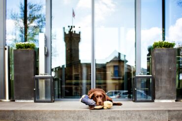 Ein Hund liegt mit seinem Spielzeug im Außenbereich des Hotels Burg Schwarzenstein