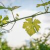 Nahaufnahme einiger Weinblätter an einem Rebstock