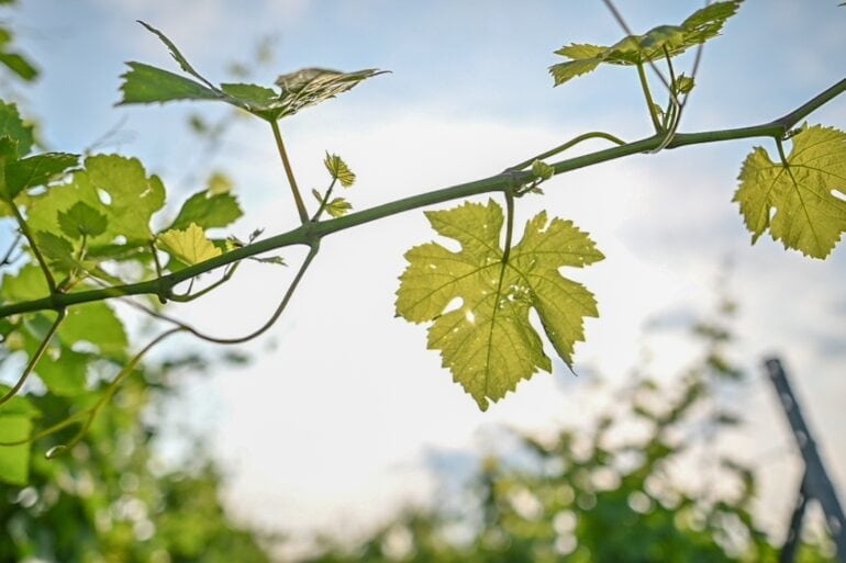 Nahaufnahme einiger Weinblätter an einem Rebstock