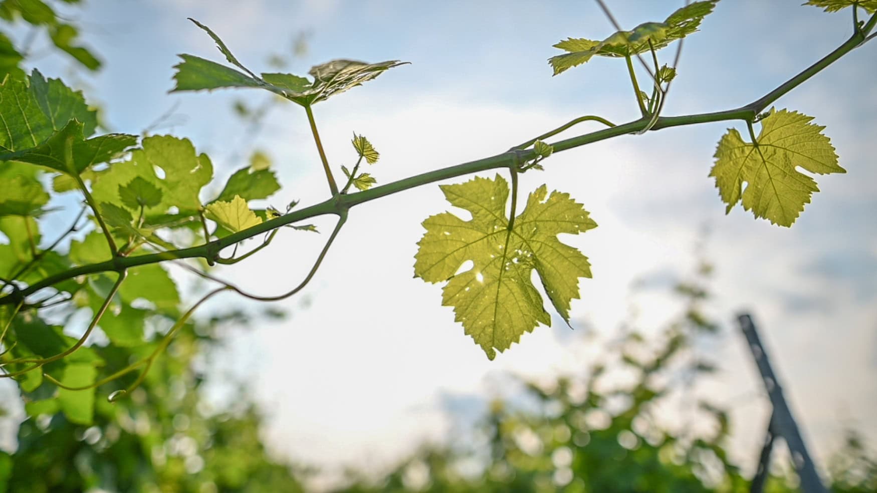 Nahaufnahme einiger Weinblätter an einem Rebstock